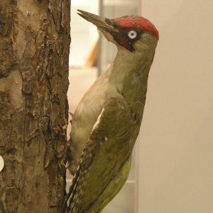 Specht - Foto: Dreiländermuseum