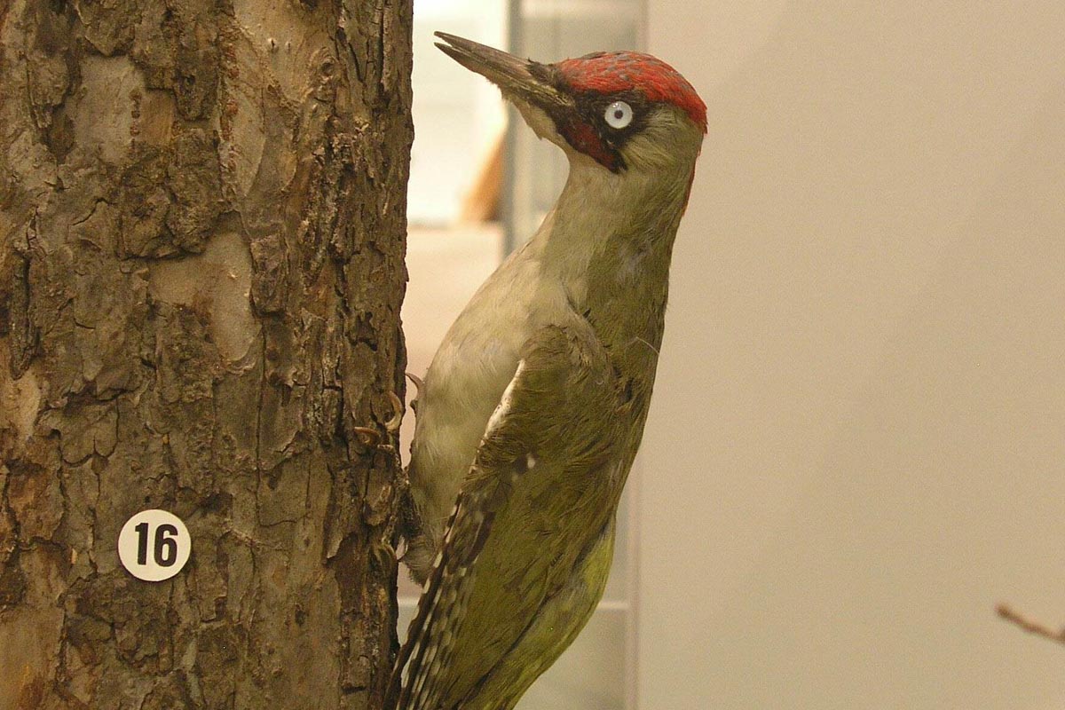 Specht - Foto: Dreiländermuseum